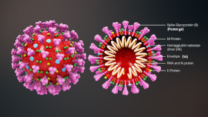 Coronavirus
